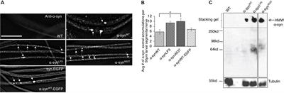 The Non-amyloidal Component Region of α-Synuclein Is Important for α-Synuclein Transport Within Axons
